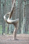 Reserve “Kurshskaya Kosa”, Dancing Wood